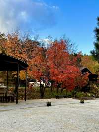 Red Leaves at Farm Tomita, Hokkaido ♥️