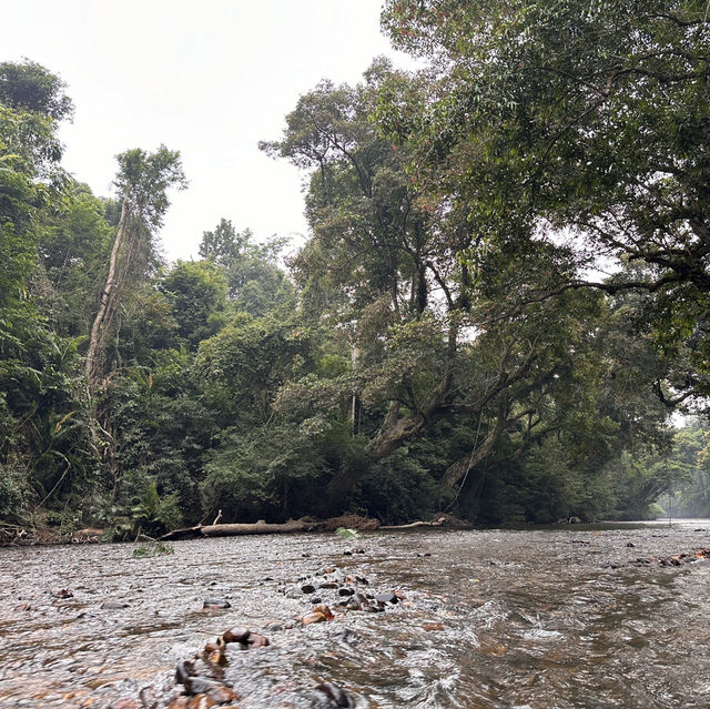 My Taman Negara Adventure!