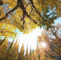 金色秋影🍂明治神宮外苑的銀杏之美✨