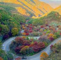 굽이굽이 펼쳐진 단풍길🍁