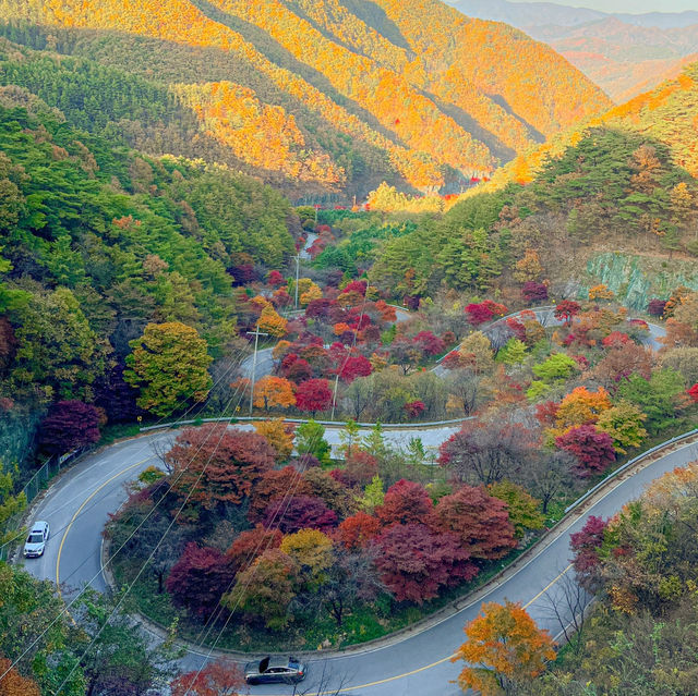 굽이굽이 펼쳐진 단풍길🍁