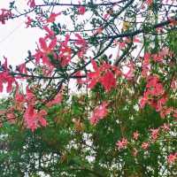 觀瀾河濕地公園