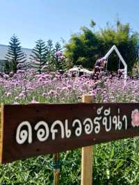 ชมทุ่งดอกไม้สวยที่ปลายนาฟลาวเวอร์