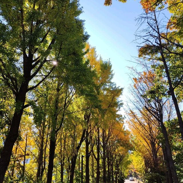 去首爾不能錯過的梨花女子大學銀杏林和紅葉美景