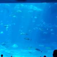 📍 沖繩美麗海水族館 - 同海洋奇觀親密接觸！🐋✨