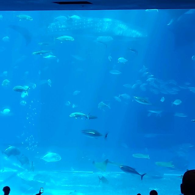 📍 沖繩美麗海水族館 - 同海洋奇觀親密接觸！🐋✨