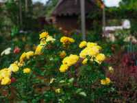 เที่ยวลาวใต้ ไป ARGO VAGE FARM