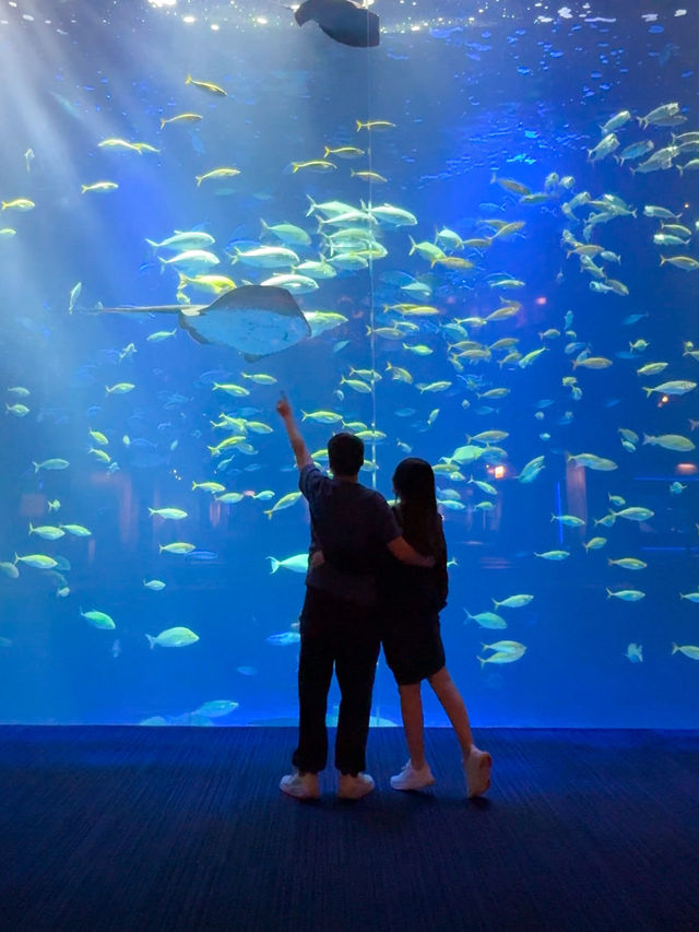 日本景點🇯🇵這個水族館太美了