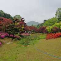 Romance & Scenic Charm: My Magical Day at Nami Island!