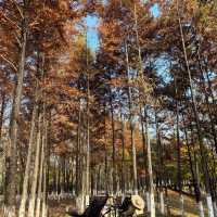 後湖濕地：美麗紅杉秋色🍂🌳