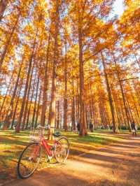 景點推薦：水元公園——東京秘境紅葉地