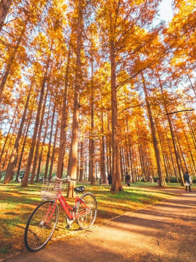 景點推薦：水元公園——東京秘境紅葉地