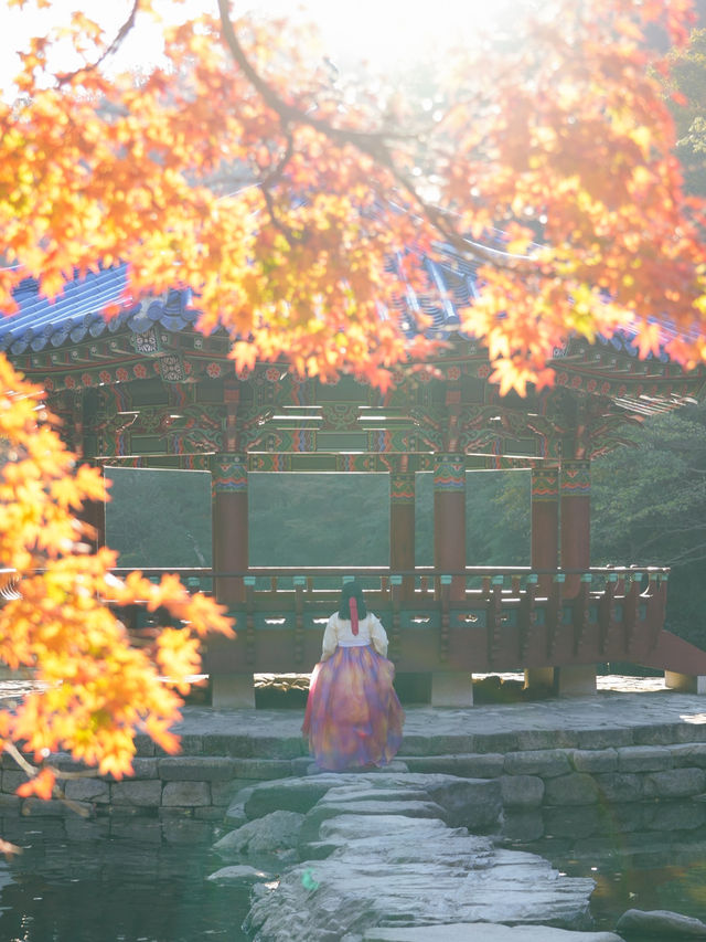 (실시간) 붉은빛 옷 갈아입기 시작한 정읍 내장산🍁🤎