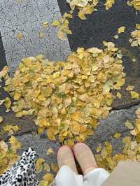 首爾🍂景福宮真的超級好拍