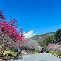 武陵農場賞梅花