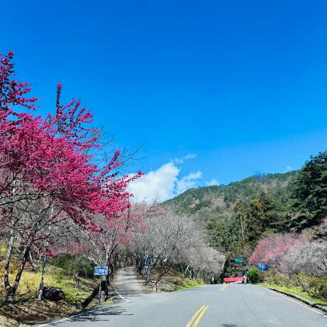 武陵農場賞梅花