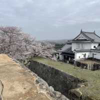 【岡山県津山市】鶴山公園の桜まつり🌸