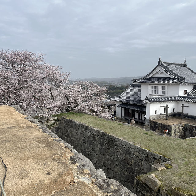 【岡山県津山市】鶴山公園の桜まつり🌸