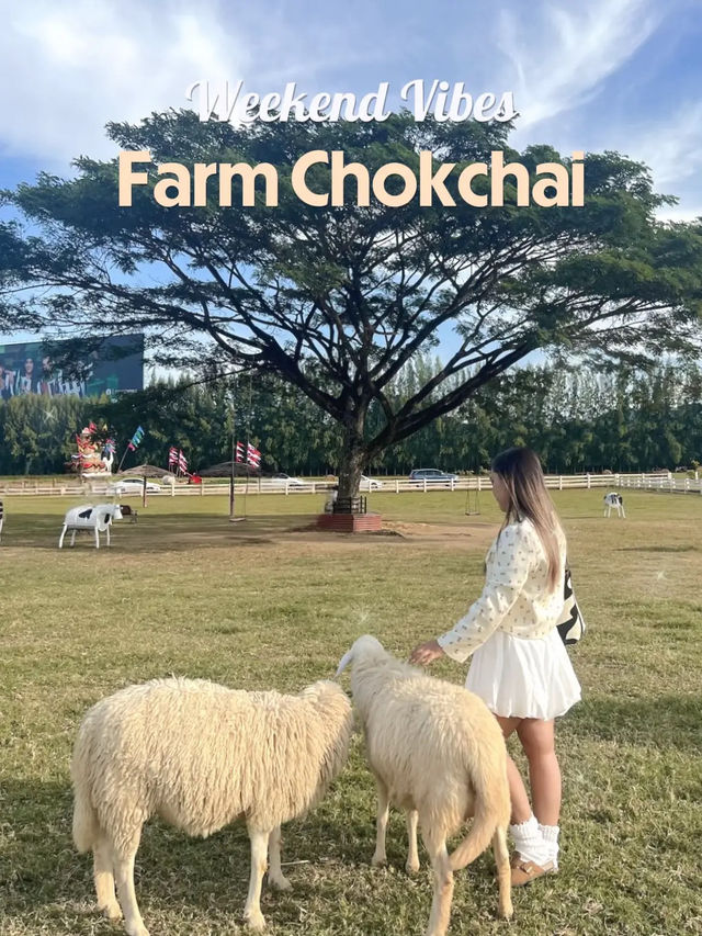 —— ฟาร์มโชคชัย ( 2024 ) ‼️🐄🐑🐎