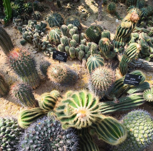 深圳仙湖植物公園