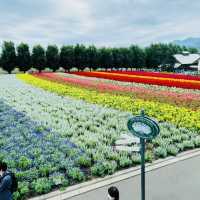 富良野のラベンダー畑は夏も見どころ満載！
