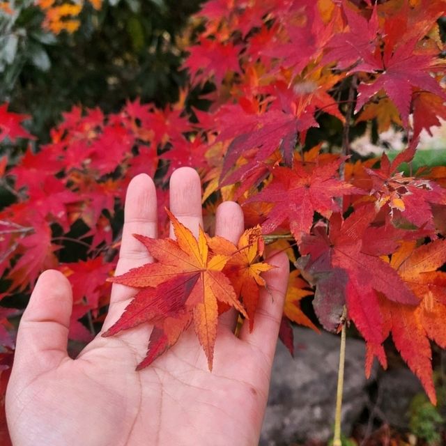 ใบไม้เปลี่ยนสี