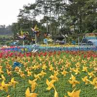 Family Day trip to Cimory Dairyland, Bogor
