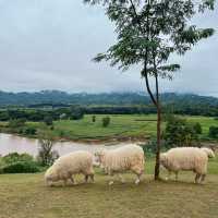 🐑 ฟาร์มแกะเปิดใหม่ในตัวเมืองเชียงราย