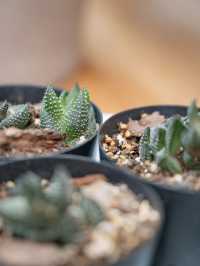 【東京】八丈島のトロピカル空間🪴たくさんの植物がお得に揃う！お土産にもおすすめ◎ 