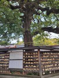 Meiji Jingu