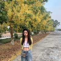 The Yellow Streets of Hotel Zone Nay Pyi Taw 🌼🌿