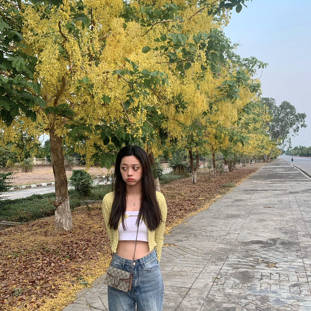 The Yellow Streets of Hotel Zone Nay Pyi Taw 🌼🌿