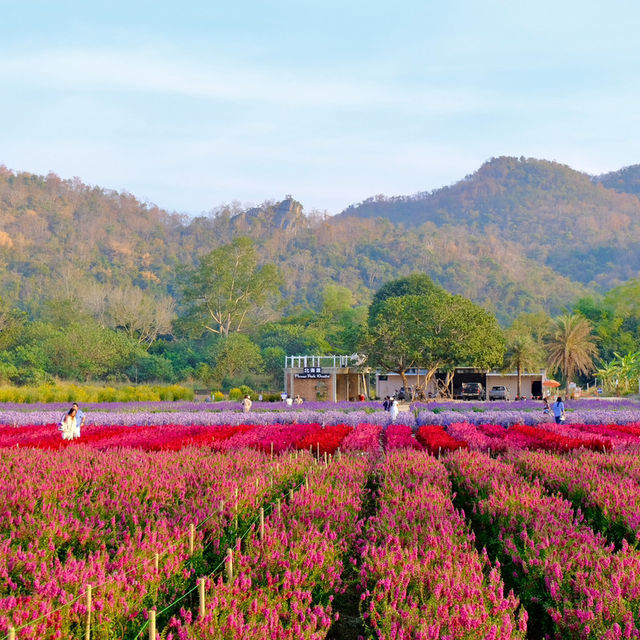 Hokkaido Flower Park Khaoyai 