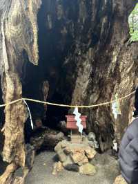 探訪來宮神社大楠：靜岡熱海的千年神樹，祈願與能量的聖地