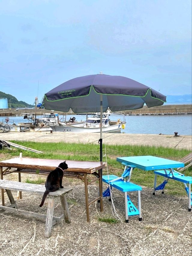 🌊 후쿠오카 아이노시마, 고양이와 바다가 함께하는 힐링 섬! 🐾