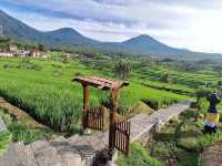 Jatiluwih Rice Terraces