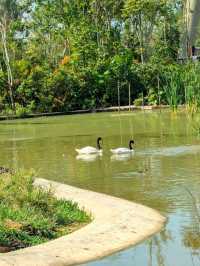 Bird Paradise