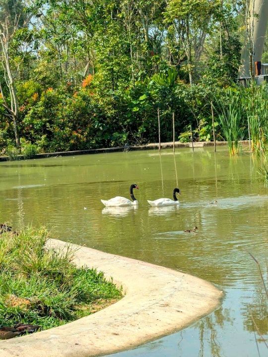 Bird Paradise