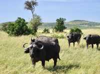 Unforgettable 3-Day Safari in Maasai Mara🦁