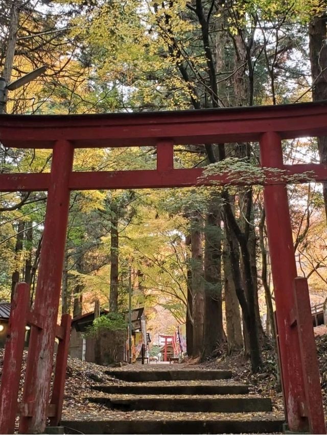 秋は深紅の絨毯が広がる森林公園