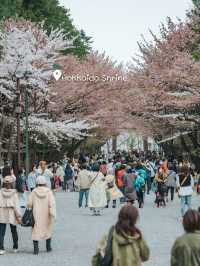 จุดชมซากุระ Sapporo