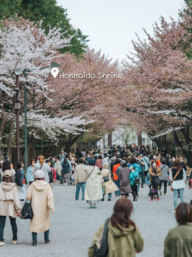 จุดชมซากุระ Sapporo