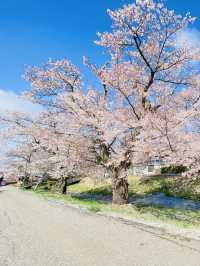 Kannonji River ซากุระริมน้ำสุดโรแมนติกแห่งฟุคุชิมะ