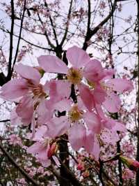 🌸 東涌櫻花園：必去的粉紅夢幻之地 🌸