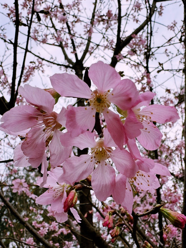🌸 東涌櫻花園：必去的粉紅夢幻之地 🌸