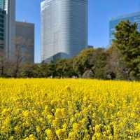 Hamarikyu Gardens (浜離宮恩賜庭園)