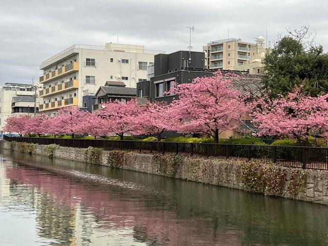 大橫川散步道賞櫻美景