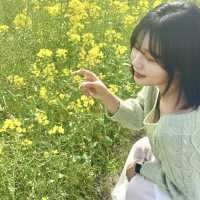 제주도 봄 여행 유채꽃 명소 <보롬왓> 🌼