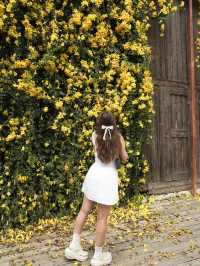 The Birder's Lodge | ดอกเหลืองชัชวาลย์full bloom🌼