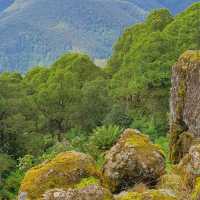 Barrington Tops National Park